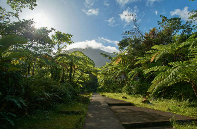 palm trees with a stone path in between