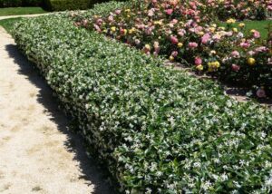 jasmine trimmed