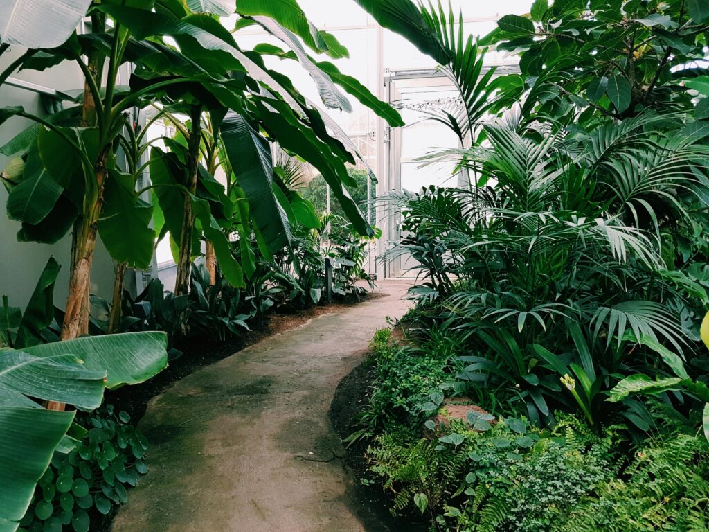 Explore the vibrant tropical plants lining this greenhouse pathway in Berlin.