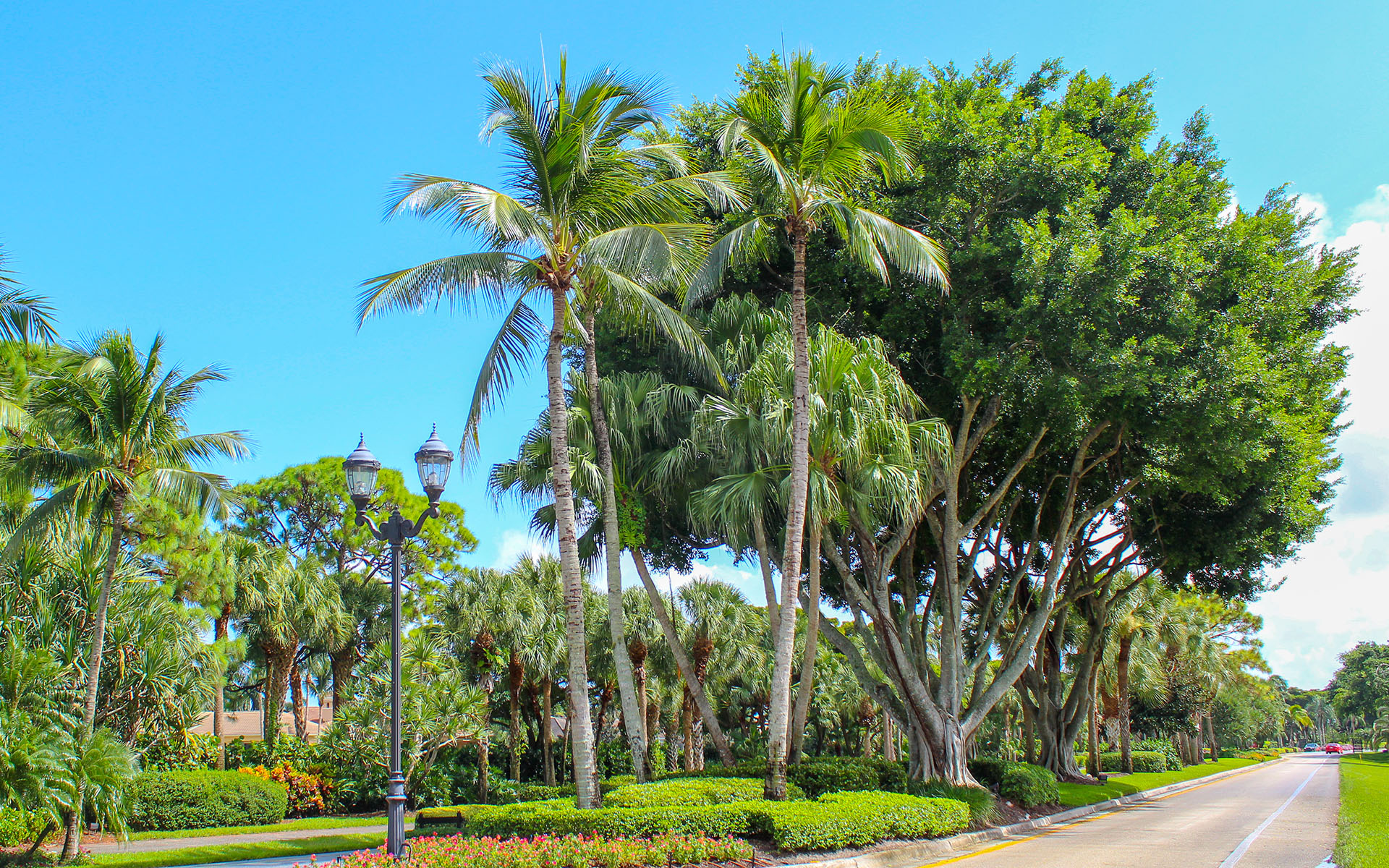 Best Hurricane-Resistant Trees To Plant In South Florida ...