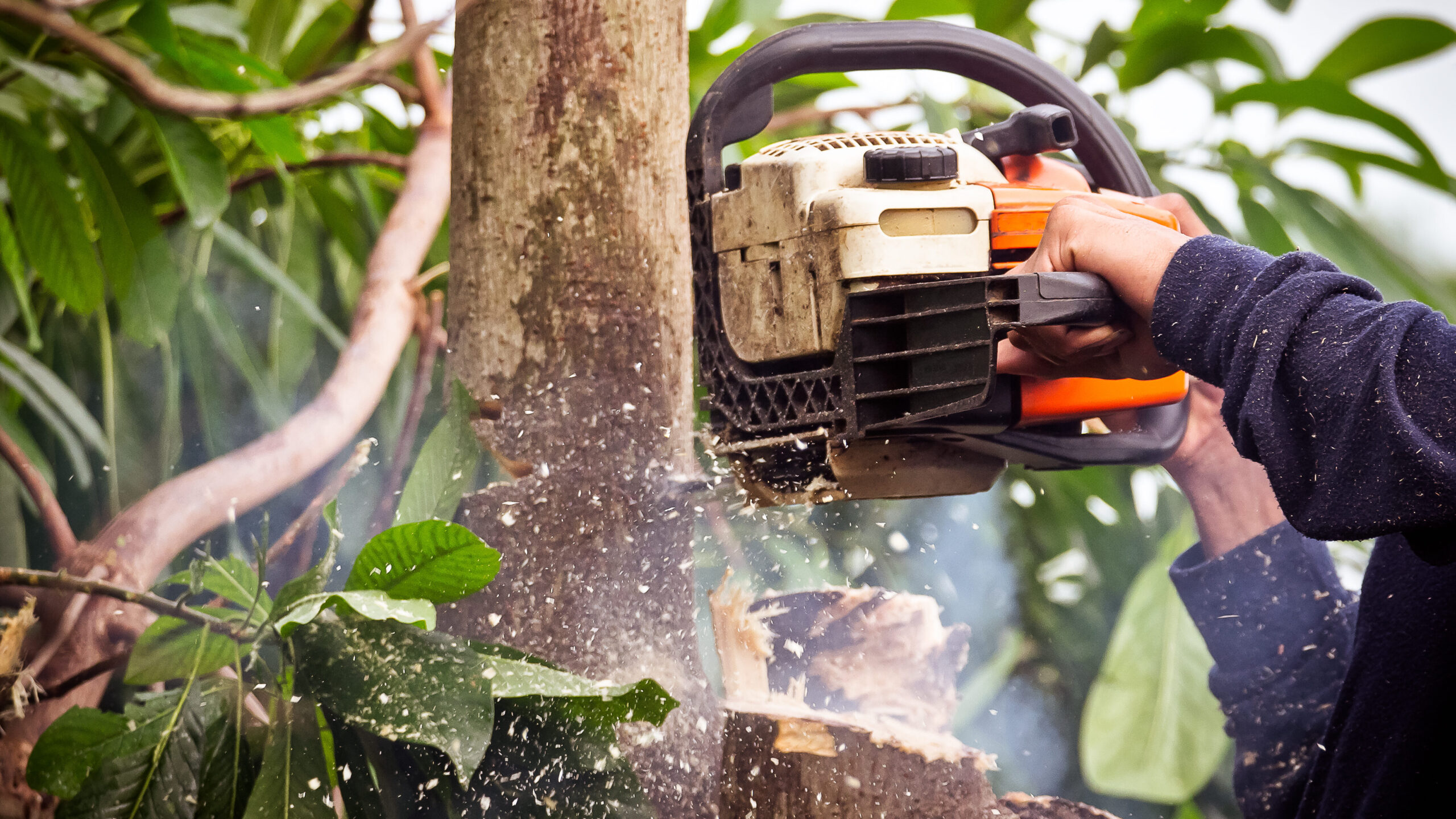 Man trimming tree with chainsaw