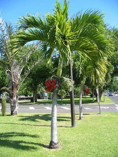 6-8 ft Vietchia Palm tree