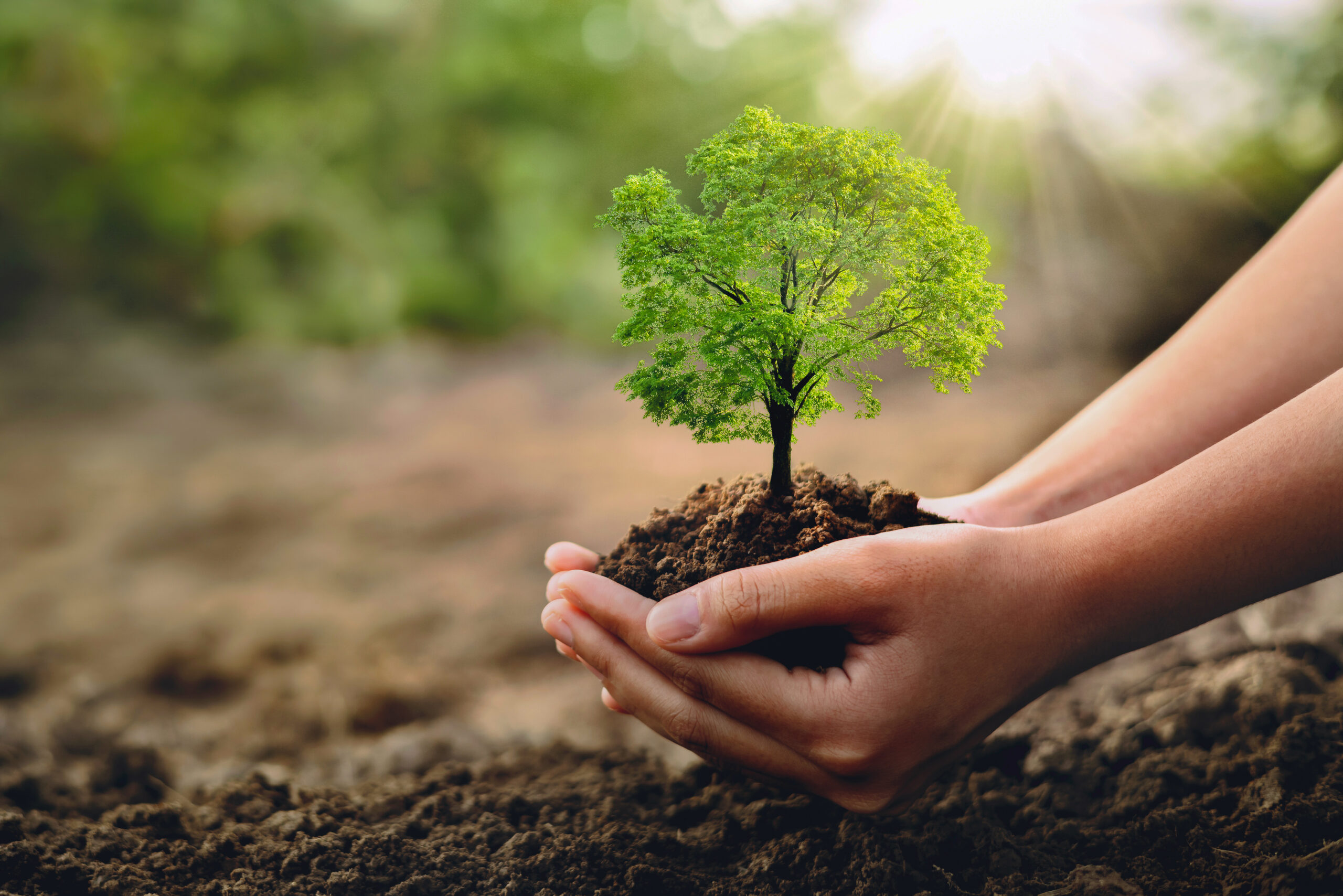 Tree Sapling in two hands with dirt